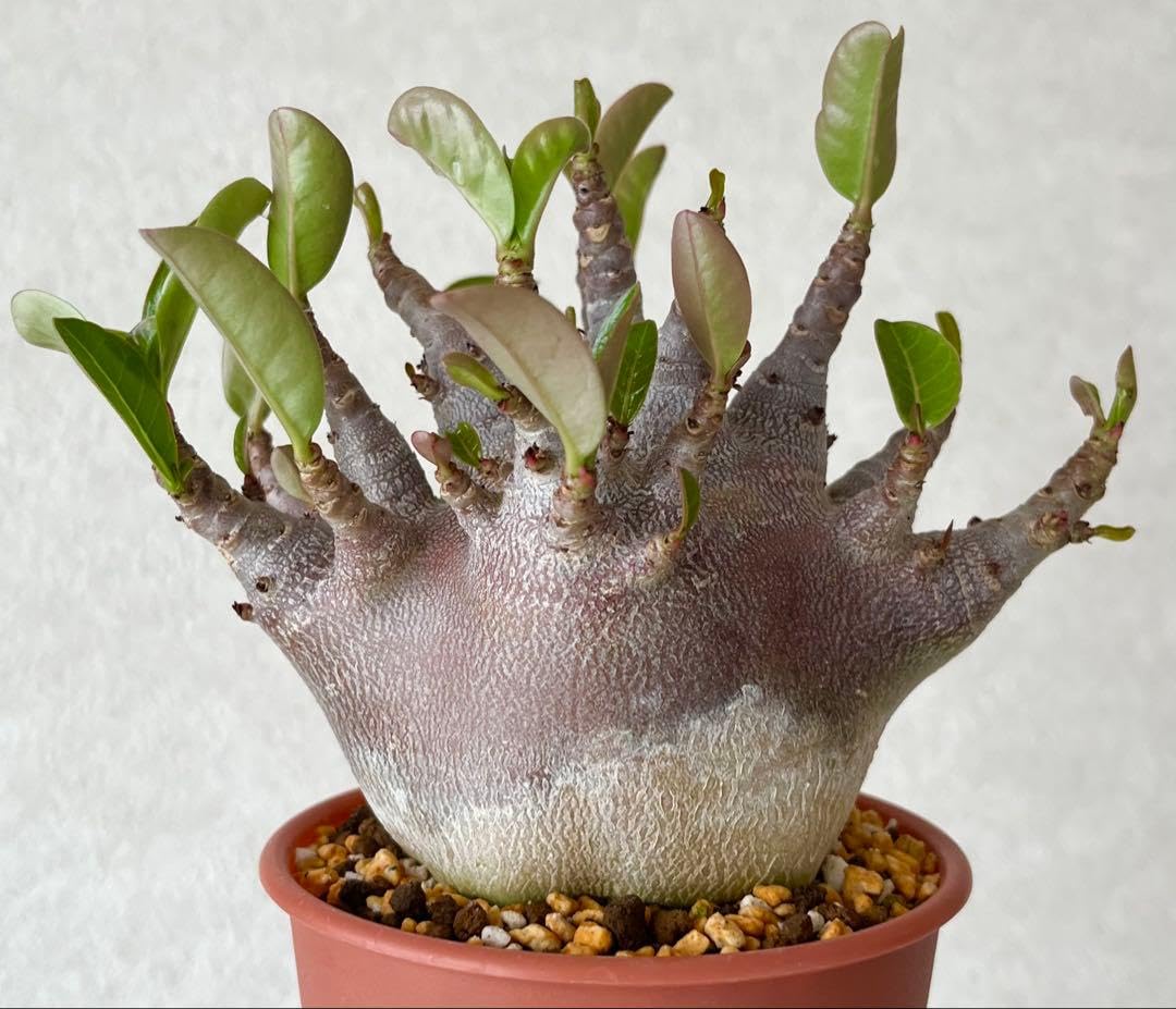 Amazon｜ブラックスキンドワーフ極太 アデニウム ガラメー 植え C